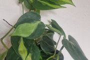 Philodendron Scandens Brasil - Heartleaf Philodendron