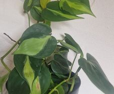 Philodendron Scandens Brasil - Heartleaf Philodendron