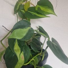 Philodendron Scandens Brasil - Heartleaf Philodendron