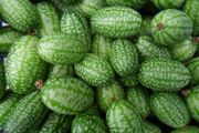 (C) Mexican Sour Gherkin Melothria seeds (20s) (125678)