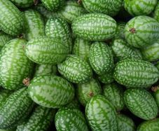 (C) Mexican Sour Gherkin Melothria seeds (20s) (125678)