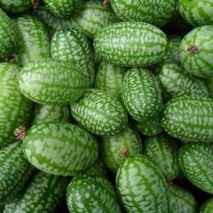 (C) Mexican Sour Gherkin Melothria seeds (20s) (125678)