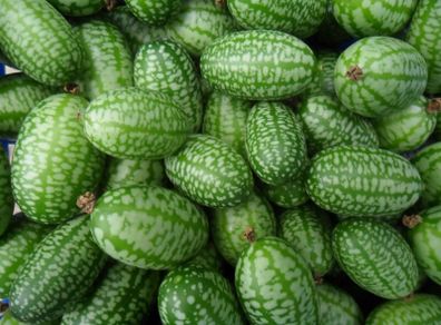(C) Mexican Sour Gherkin Melothria seeds (20s) (125678)
