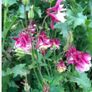 Aquilegia Seeds / Aquilegia Plants Image 2