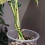 Epipremnum Pinnatum Marble Image 5