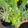 Plant Image 2