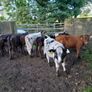 10 weanling heifers Image 7