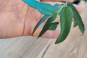Hoya pandurata