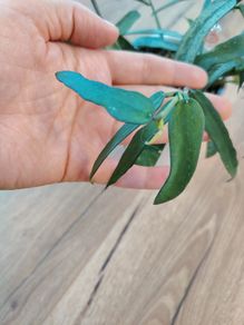Hoya pandurata