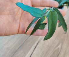 Hoya pandurata