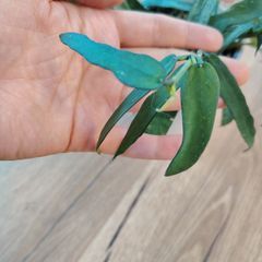 Hoya pandurata