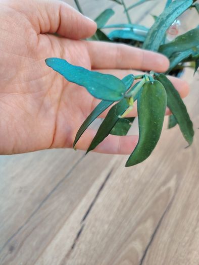 Hoya pandurata