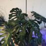 Monstera - large Image 2