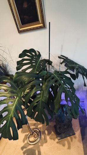 Monstera - large