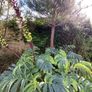 Melianthus major Honey bush Image 4