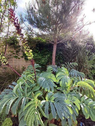 Melianthus major Honey bush