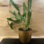 Cactus plant Image 2