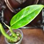 Philodendron Subhastatum Variegated Image 7