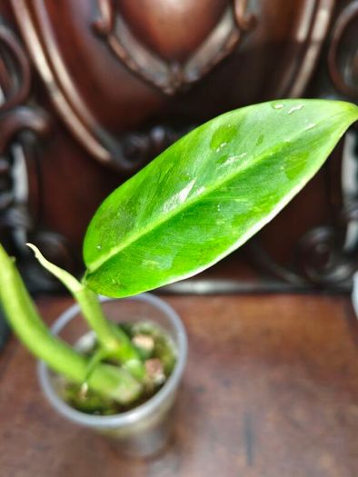 Philodendron Subhastatum Variegated