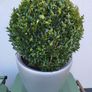Buxus planter Image 2