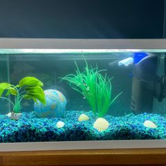 Fish Tank and Accessories