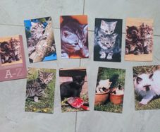 Cat pictures