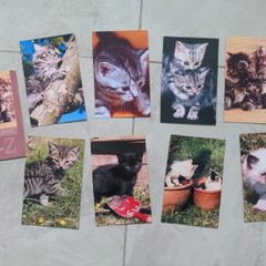 Cat pictures
