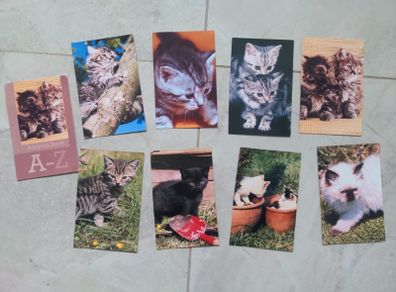 Cat pictures