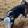 Hereford calves Image 4