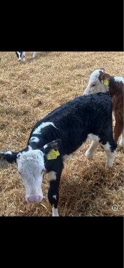 Hereford calves