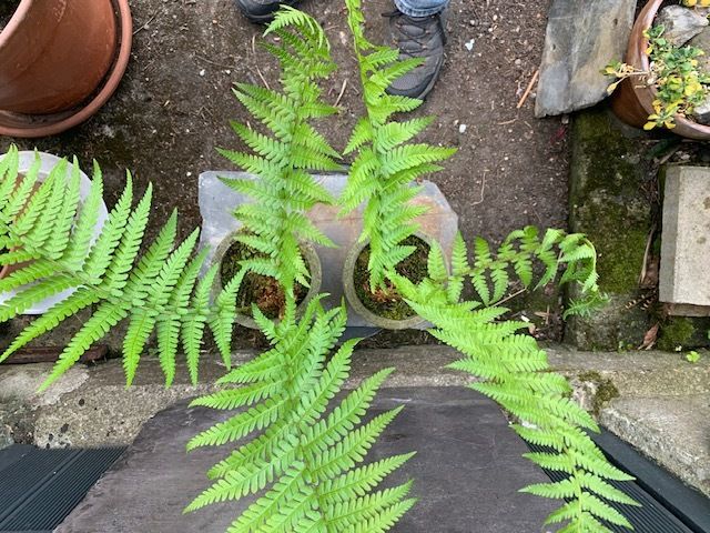 Two potted ferns