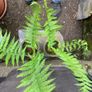Two potted ferns Image 4