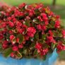 (B) Begonia Feja seeds (15s) (415861) Image 2