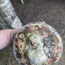 Fairy garden ornament Image 2