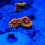 Mind Trick Zoa Image 3