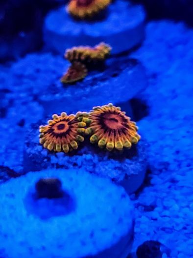 Mind Trick Zoa