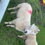 Pure bread Dorset ram , texal ram , breading ewes Image 5