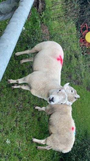 Pure bread Dorset ram , texal ram , breading ewes