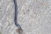 hilux front anti roll bar
