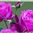 Phillipa60