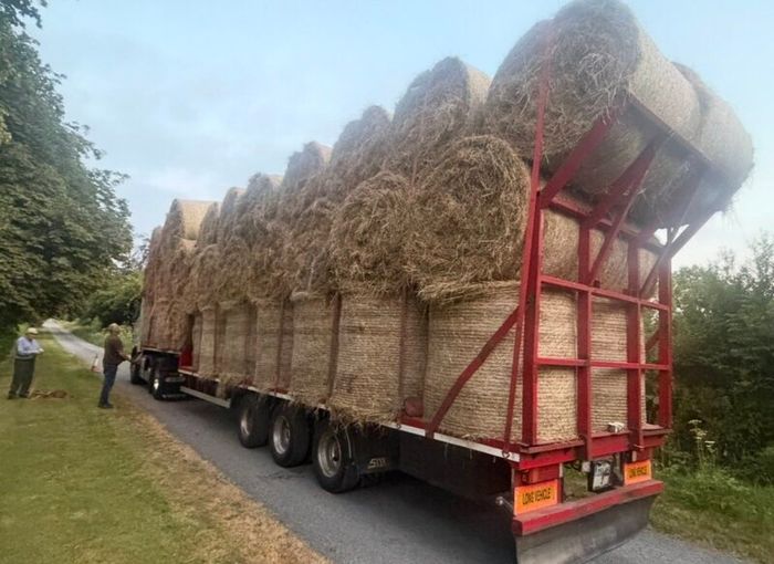 Top Quality Horse Hay 2026