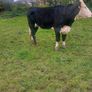 Hereford heifers Image 5