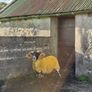Lanark rams Image 8