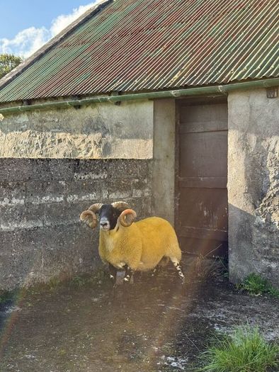Lanark rams