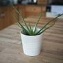 Aloe Vera plants Image 2
