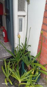 Agapanthus
