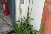 Agapanthus