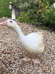 2 female geese