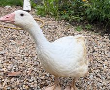 2 female geese