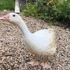 2 female geese